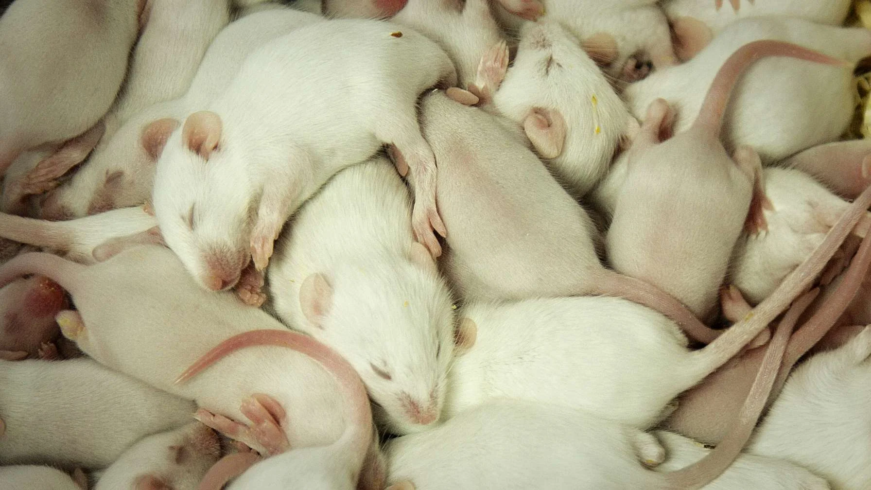 Theo Anthony's Rat Film