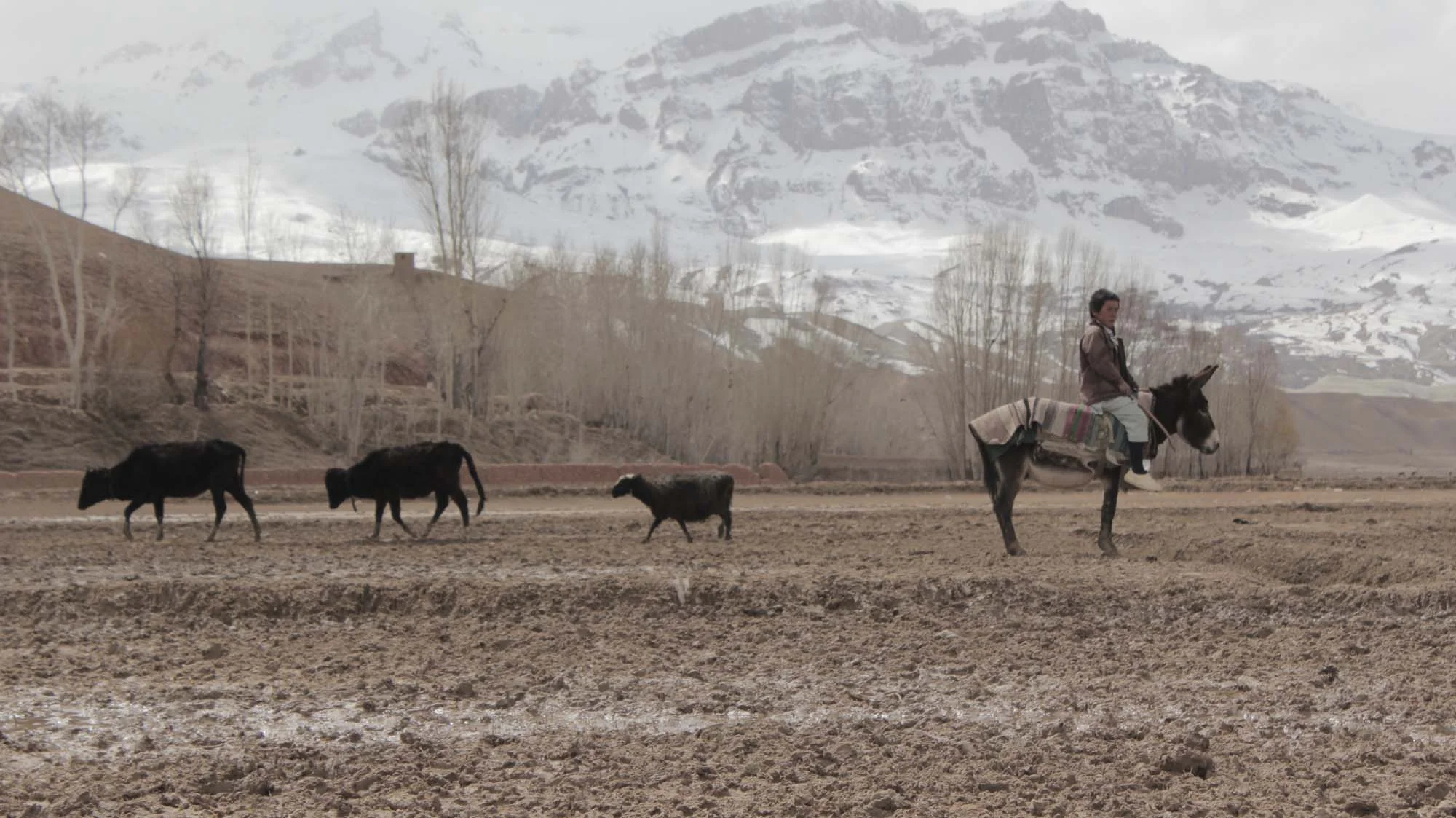 Shahrbanoo Sadat’s Wolf and Sheep.