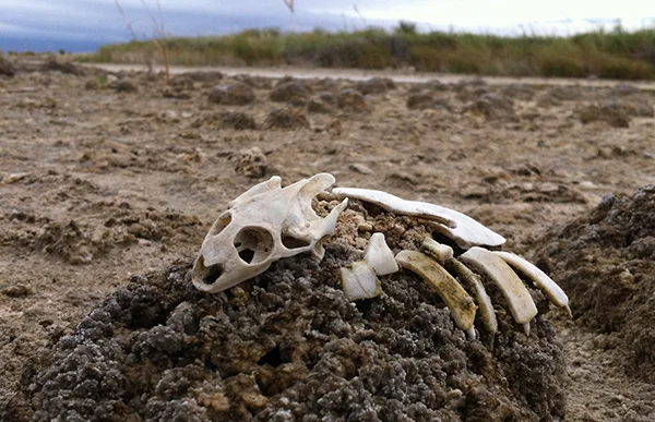 The water has dried up in Cuatro Ciénegas .