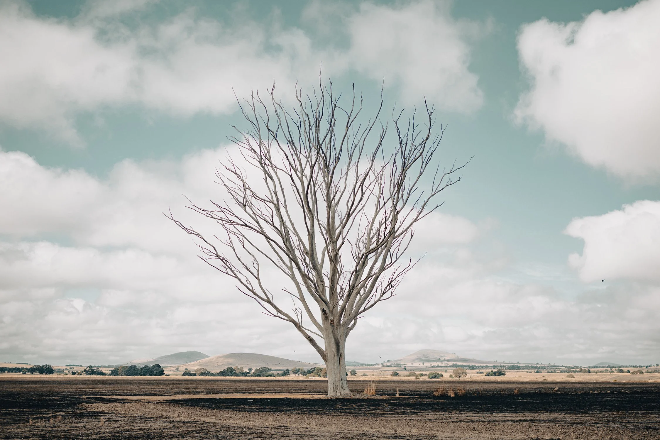  Lone tree  Central Victoria Australia    As displayed as part of Castlemaine Fringe art trail.  