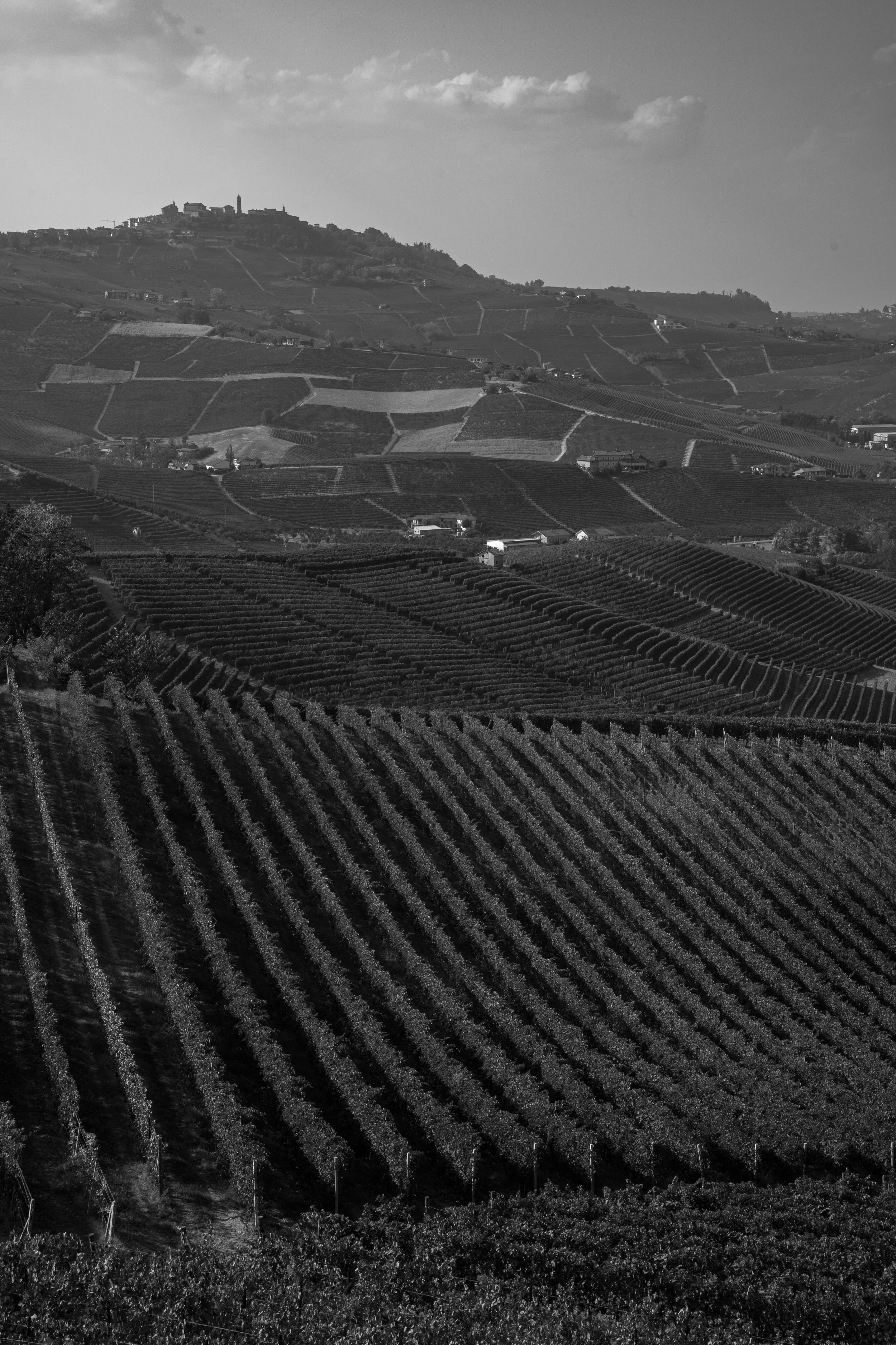 Fenocchio — The Piedmont Guy