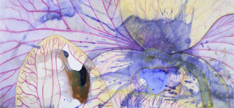 PHALEONOPSIS APHRODITE ORCHID: ink and color pencil on vellum 11"x24" 2012