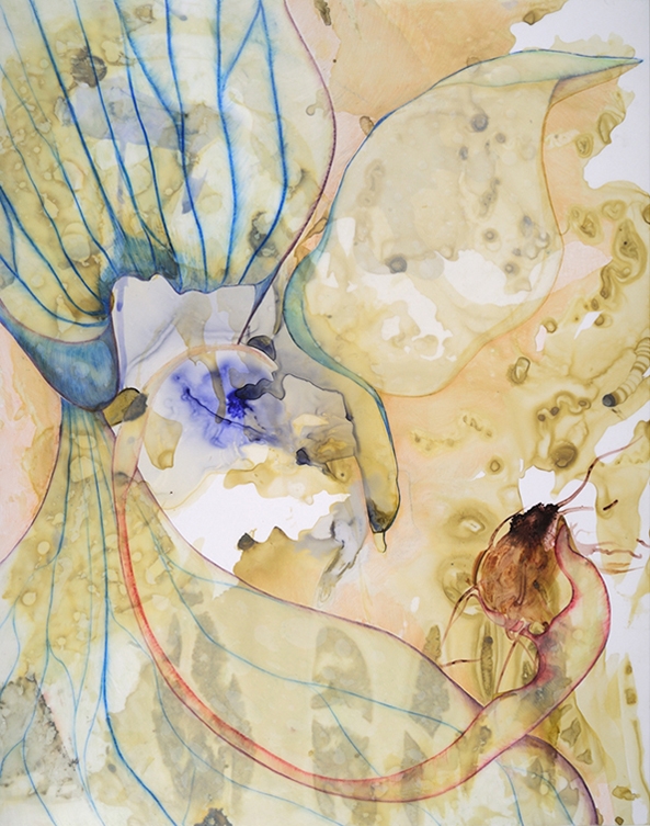 CYNOCHES VENTRICOSUM: ink and color pencil on vellum 23"x19" 2012