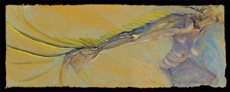 Arm/Wing: mixed media 14” x 38” 2006