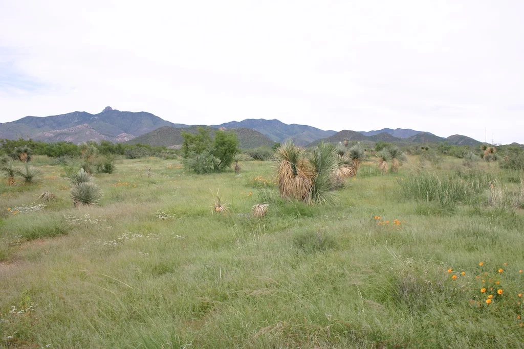 THE MARE PASTURE @ RED WING RANCH
