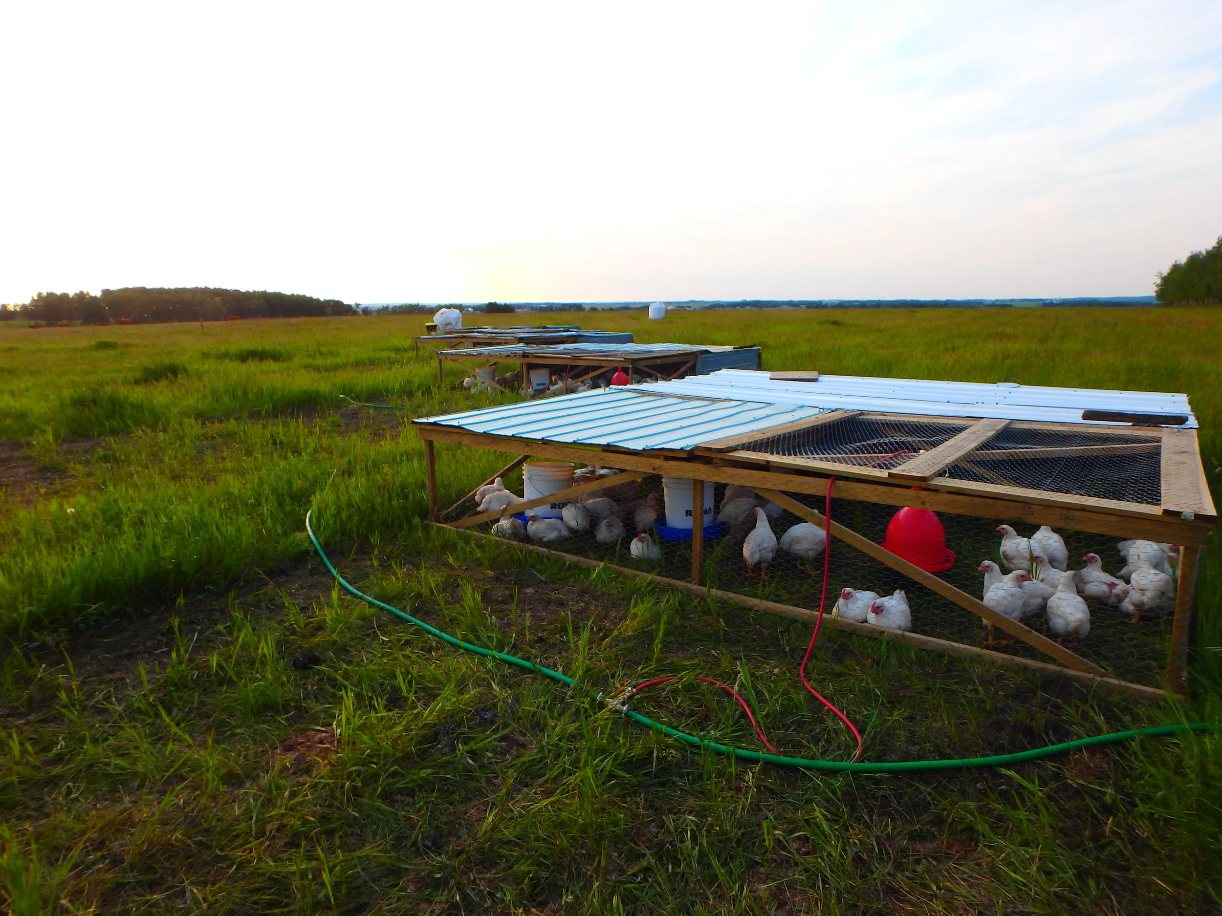 Moving the pens daily keeps them clean and offers the chickens a fresh piece of pasture!
