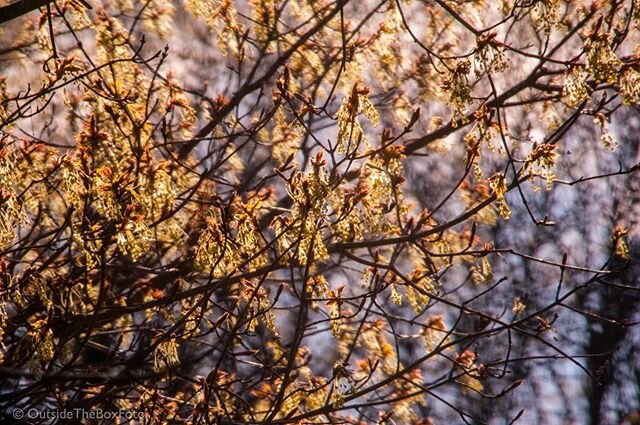 Sunday morning coffee on the porch. Spring has arrived. #mapletreecatkins #springishere #fromtheporch #naturephotography #nature