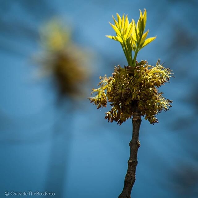 One of the many gifts of Spring. Watching the White Ash tree next to the porch leaf out. A big thank you to my art director Beth, @solacegardensandgrounds , for pointing out the morning sun catching these newly spouted leaves and blossoms. #whiteash 