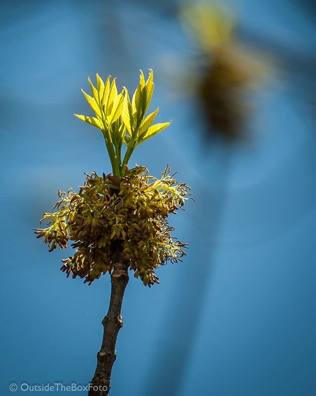 One of the many gifts of Spring. Watching the White Ash tree next to the porch leaf out. A big thank you to my art director Beth, @solacegardensandgrounds , for pointing out the morning sun catching these newly spouted leaves and blossoms. #whiteash 