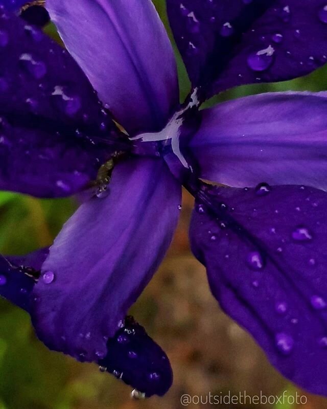 Raindrops on the Iris 
#raindrops #iris #nature #naturephotography #abstractnature #outsidetheboxfoto #allthingsbeautiful #aftertherain