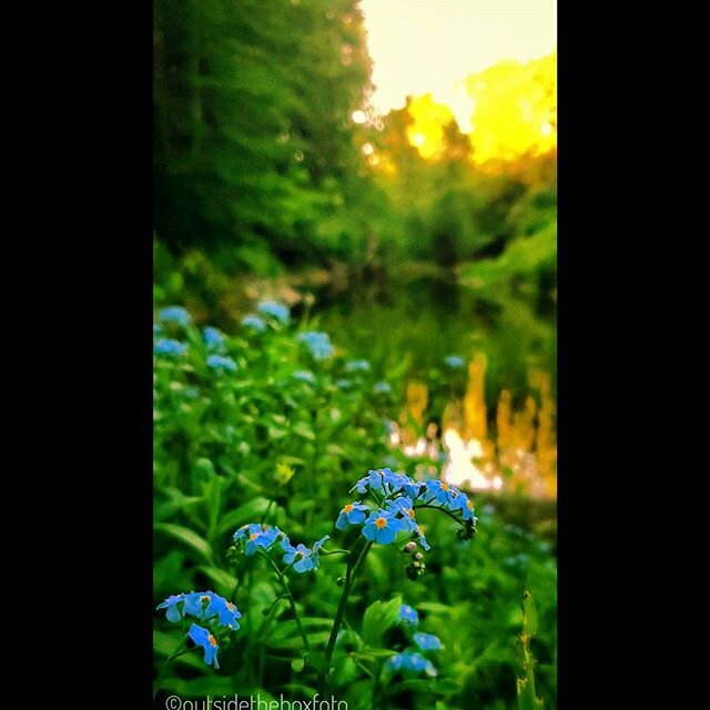 Forget Me Nots  grown wild along the river bank against the last of the days sun reflecting in the river. #forgetmenots #wildbeauty #nature #naturephotography #solacegardensandgrounds #pownalmaine #allthingsbeautiful #reflections #latedaylightreflect