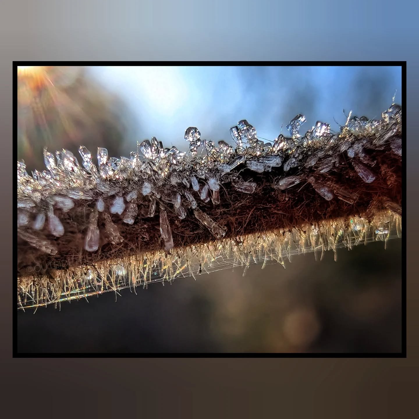 I'm pretty sure last night was the coldest temperature thus far this season. There was a very heavy frost and even a little ice on the river. From the morning walk around the yard with the Beagle.