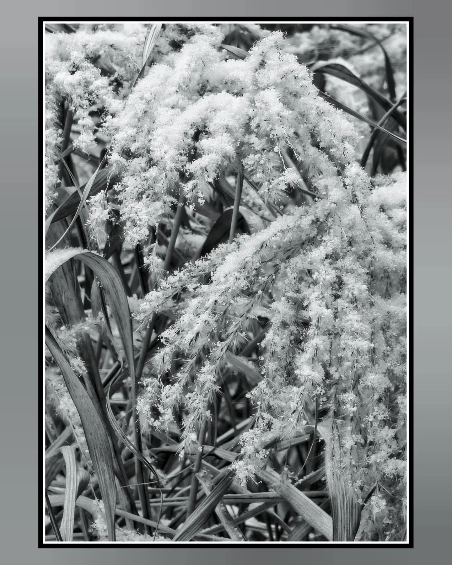 Winter Grasses and Snow