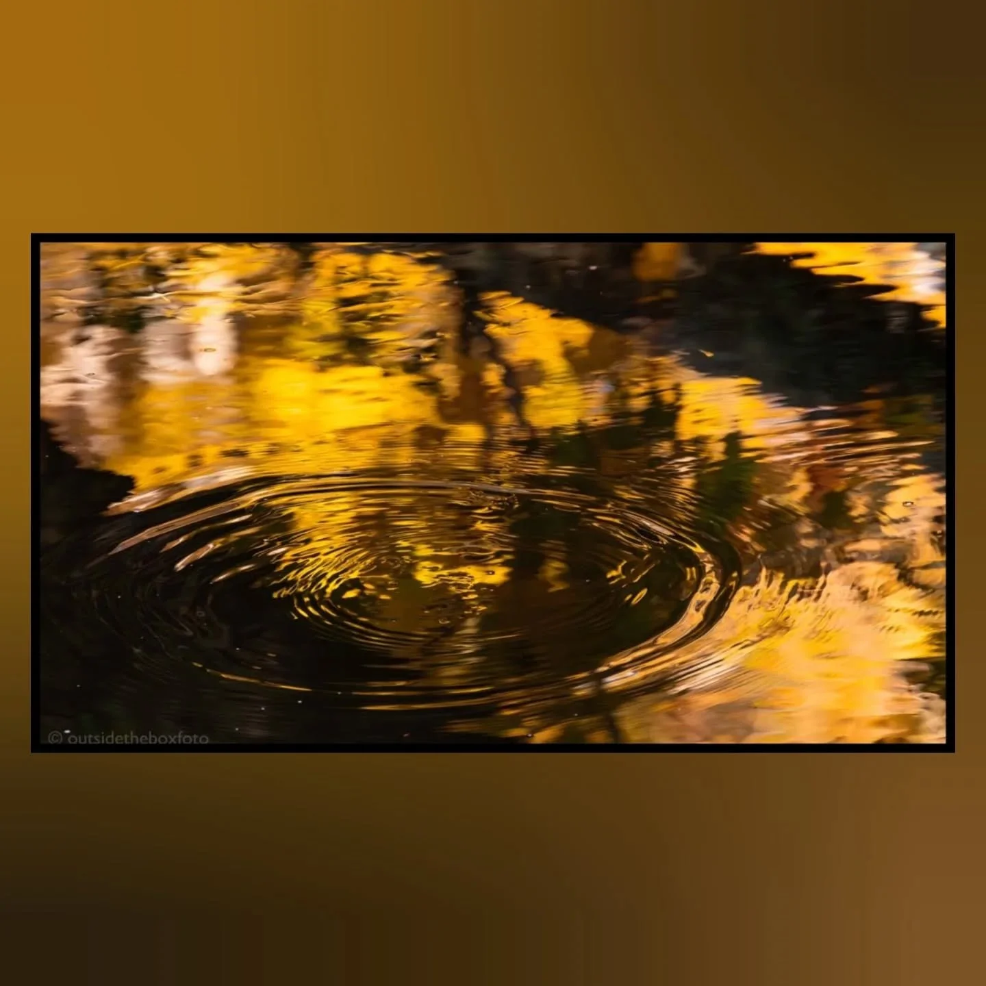 These days of late have been filled with quickly changing colors, wind swept leaves...sometimes looking like big flakes spiraling down to the water and ground, ripples &amp; reflections on the water and the low afternoon sunlight that is irresistible