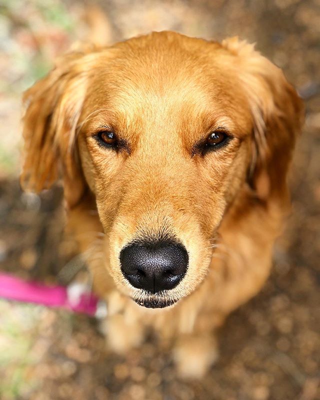 &ldquo;Throw the ball for real this time, or no kisses for a month&rdquo;- Maple, probably. .
.
.
.
.
#goldenretriever #retrieverpuppy #goldensofinstagram #puppy