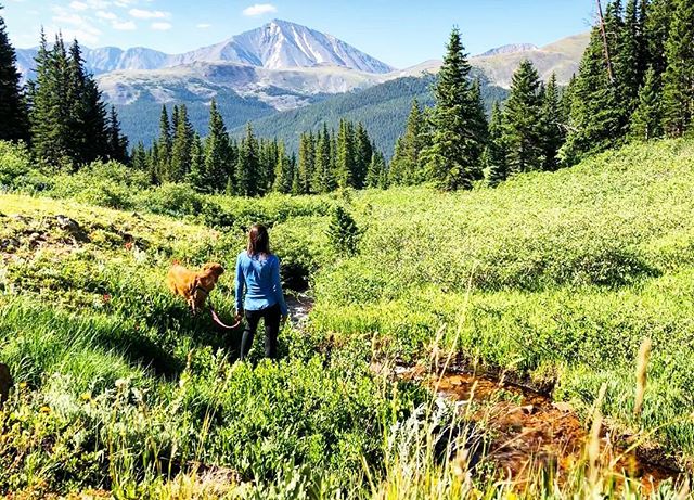 Woke up like this 🏔⛺️🐶
.
.
.
.
.
#colorado #colorfulcolorado #backpacking #camping #hikingwithdogs #campingwithdogs