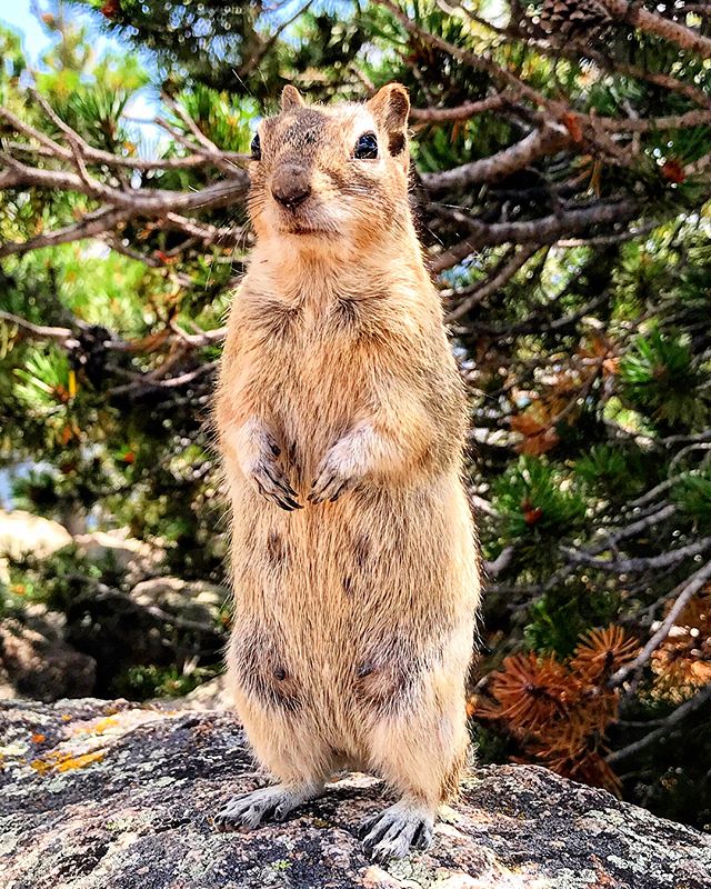 Oh hey, hey there human. By the crinkling of that bag I heard it&rsquo;s lunchtime, yeah? You bring enough to share? 🐿🥪 .
.
.
.
📸 by @veloco_rap_star in #rockymountainnationalpark , home of the world&rsquo;s friendliest - or perhaps hungriest - ch