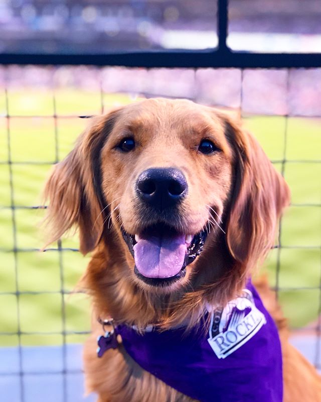 Obviously, Maple had a great time at the &lsquo;BALL&rsquo; &lsquo;PARK&rsquo; last night, watching the Rockies &lsquo;RUN&rsquo; and &lsquo;GO GET IT&rsquo; and &lsquo;CATCH IT&rsquo;... because apparently baseball combines all of her favorite words