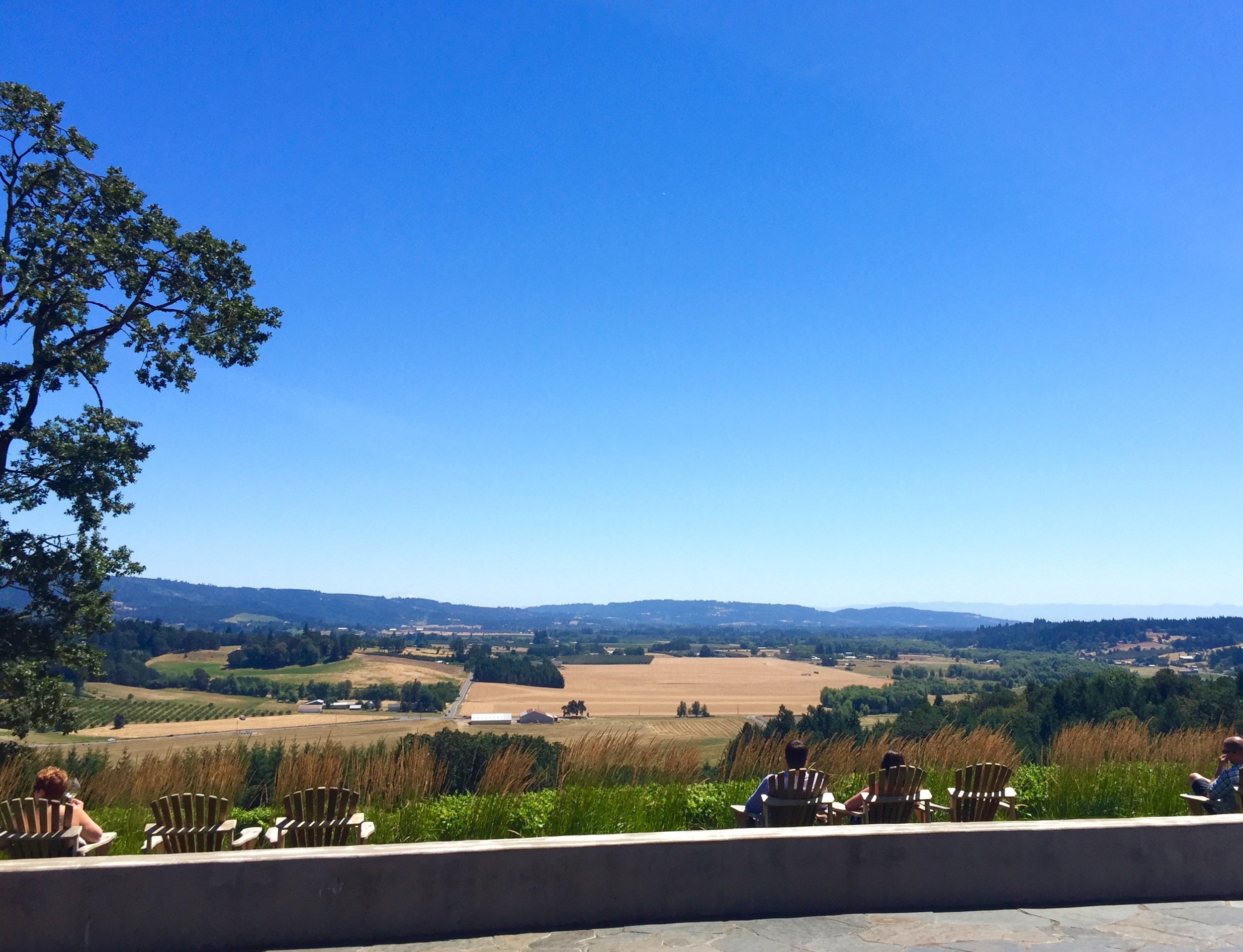 Penner Ash vineyards