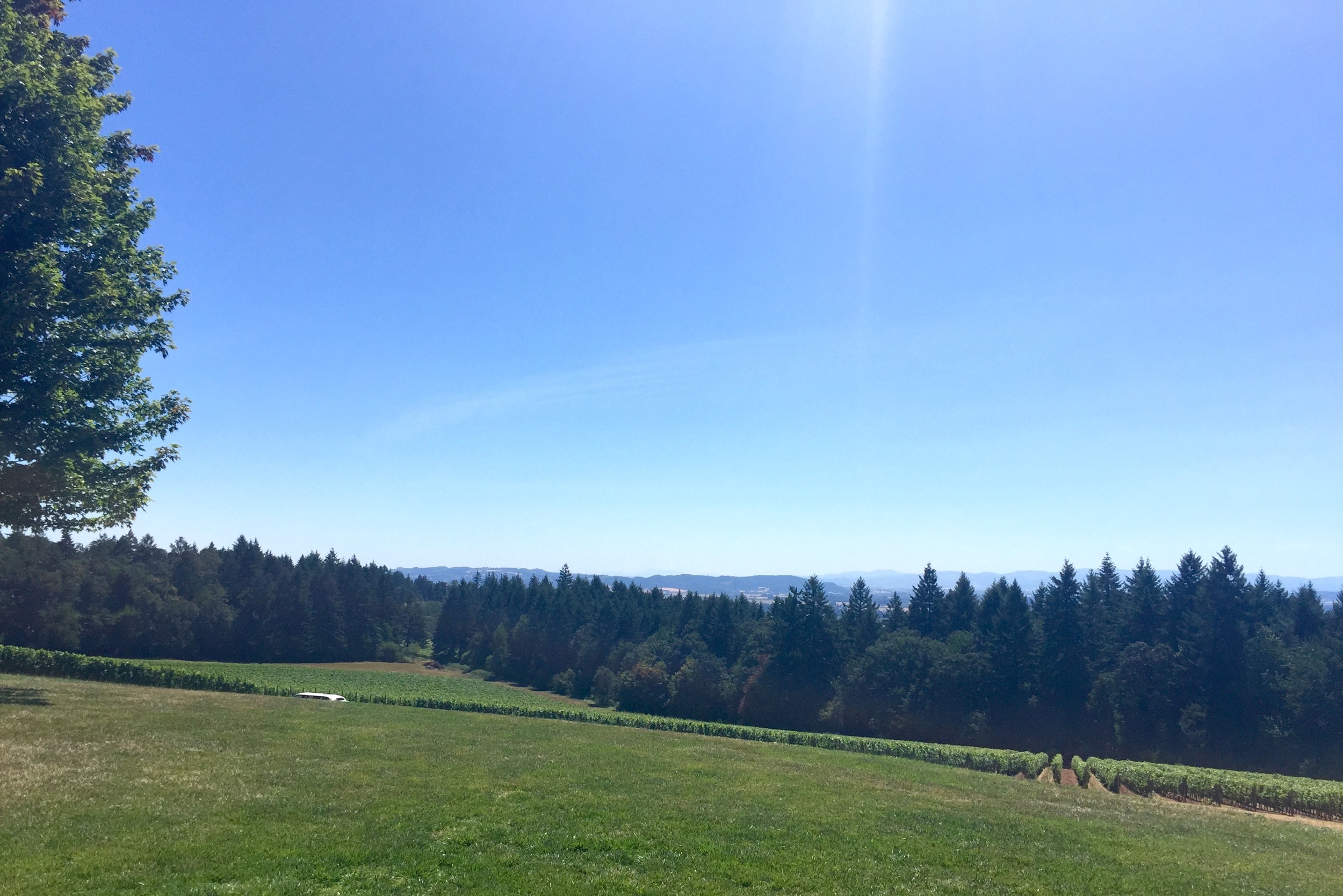 The gorgeous hills of Dundee, seen from the lawn of Domaine Serene