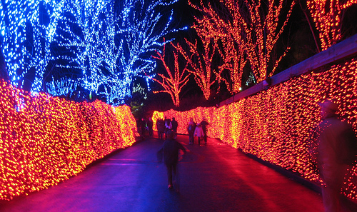 Zoo Lights