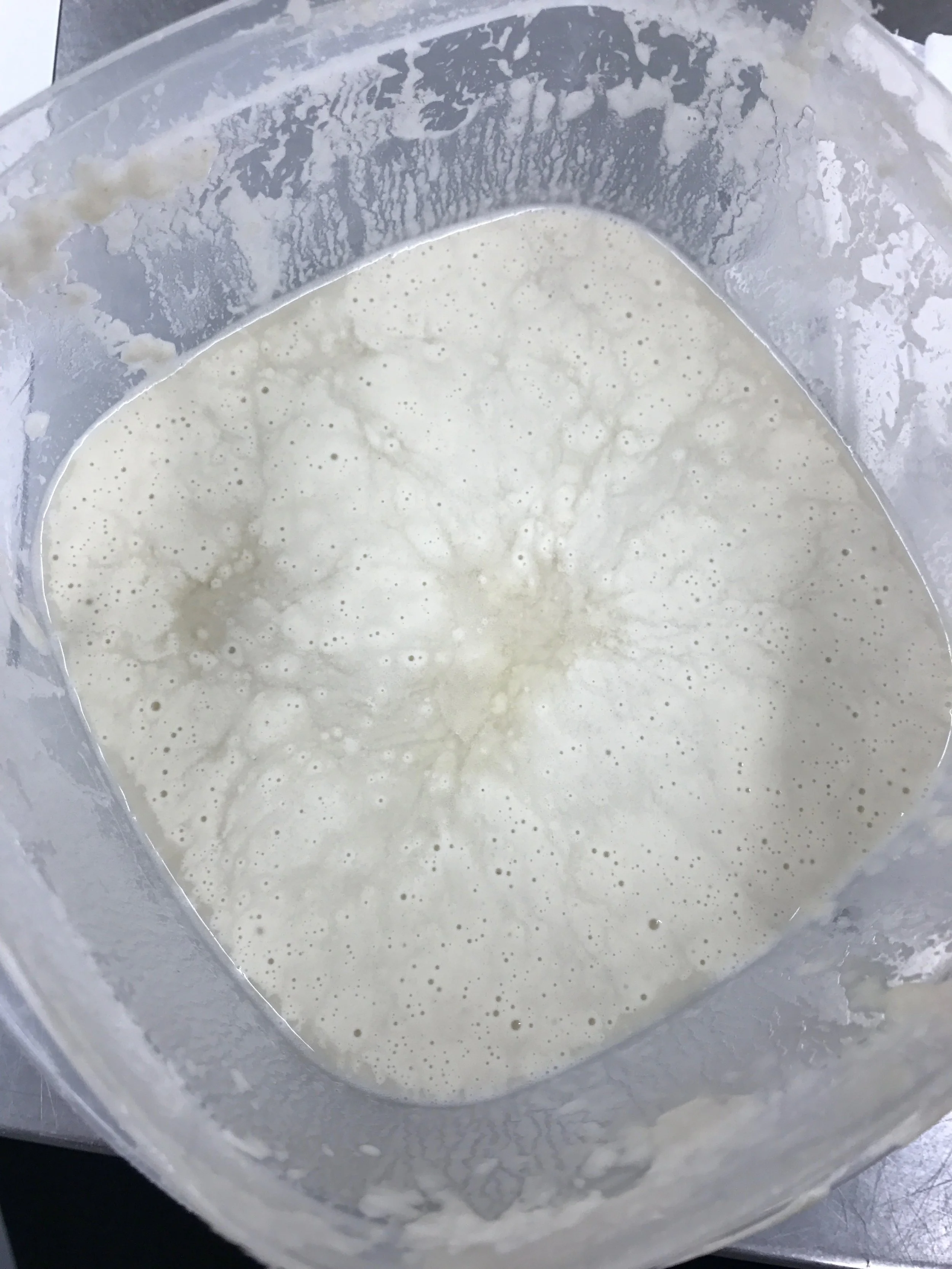 Unfed Starter