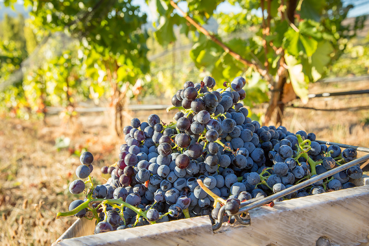 red-grapes.jpg