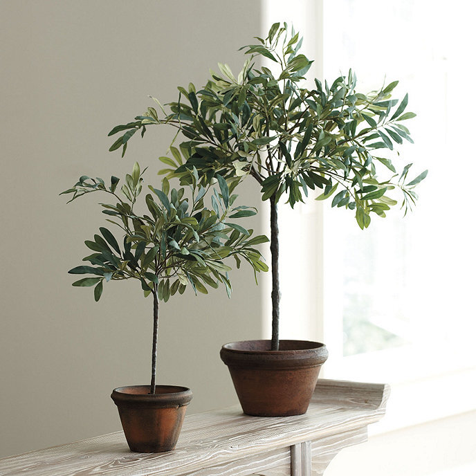 Olive Topiary - $79.20