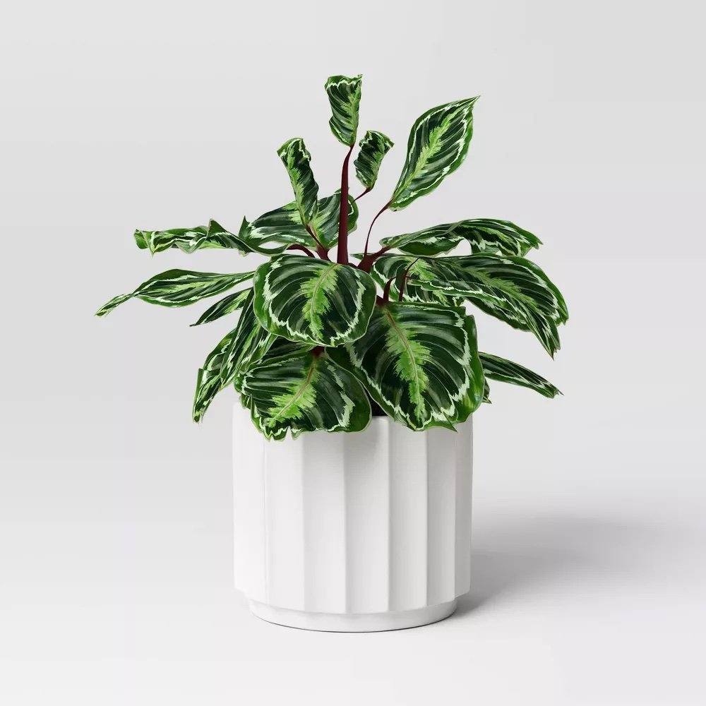 $21 - Geared Terracotta Indoor Outdoor Planter Pot