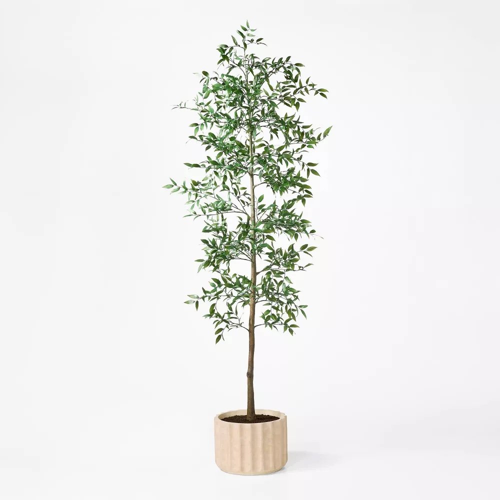 Shady Lady Tree in Ceramic Pot - $150
