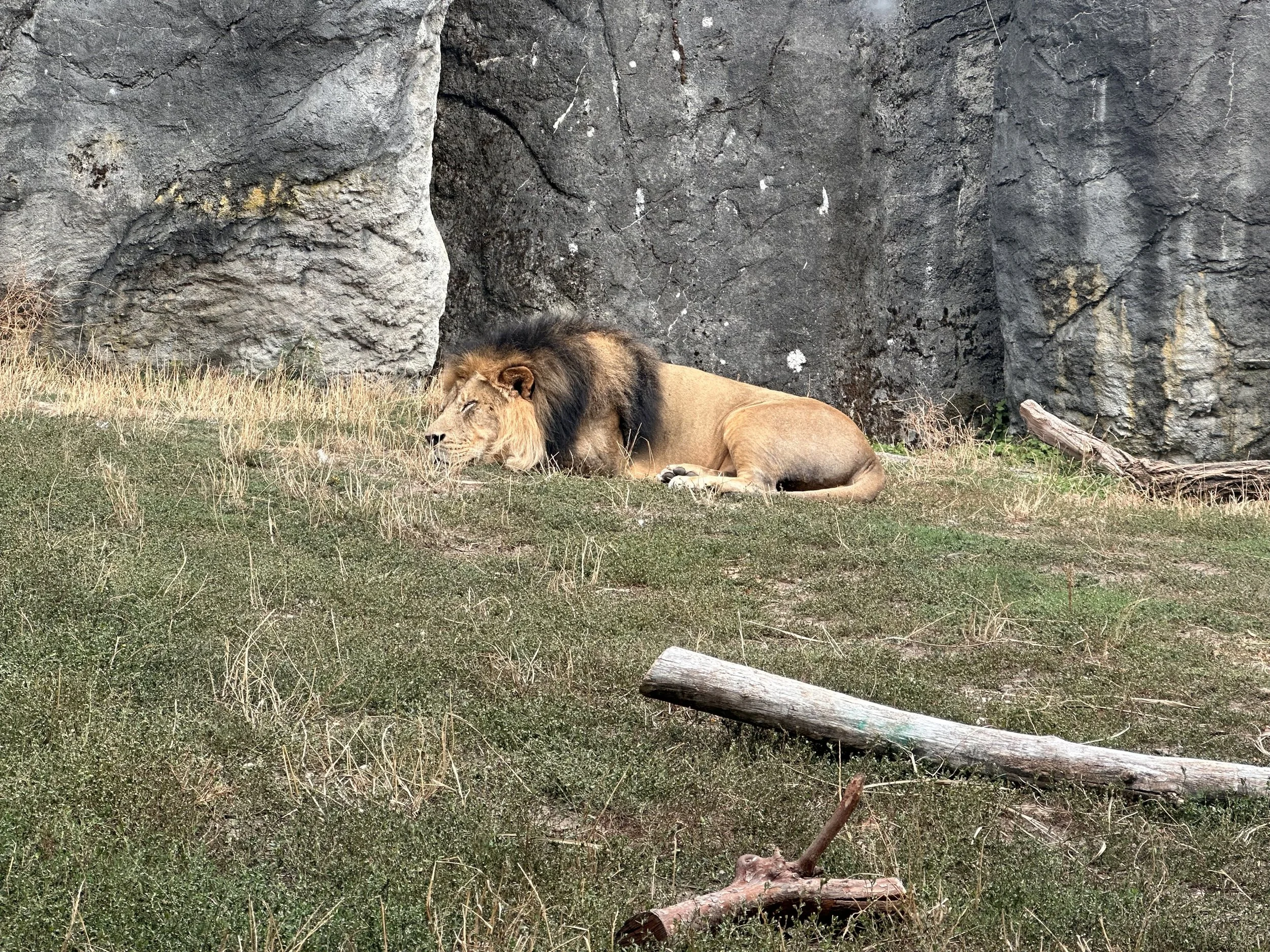 IMG_4649.jpeg