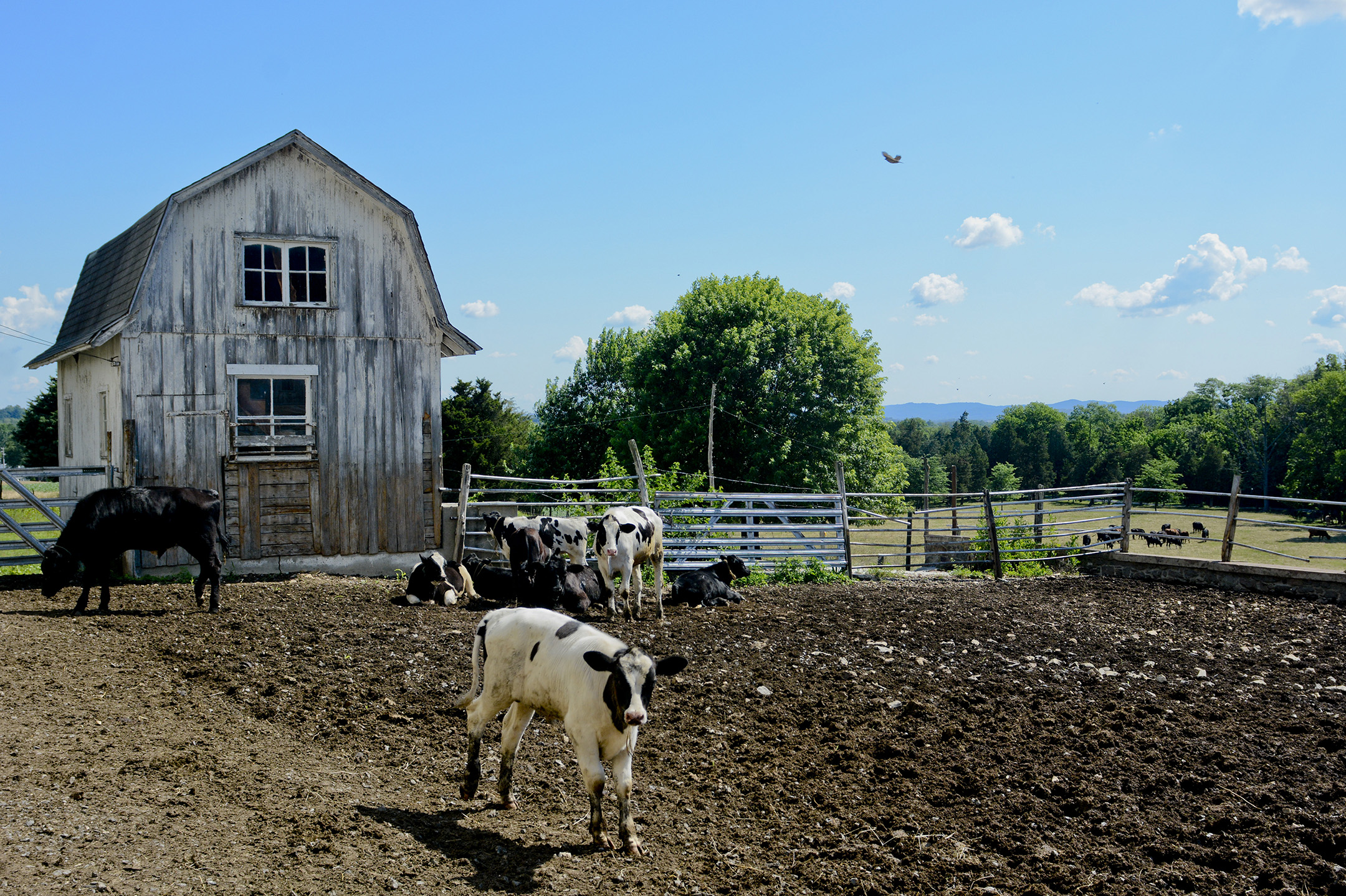 The farm, located 23 minutes west of Reading, raises cattle primarily for beef now. There are some dairy cows on the farm, but are milked at a different location.