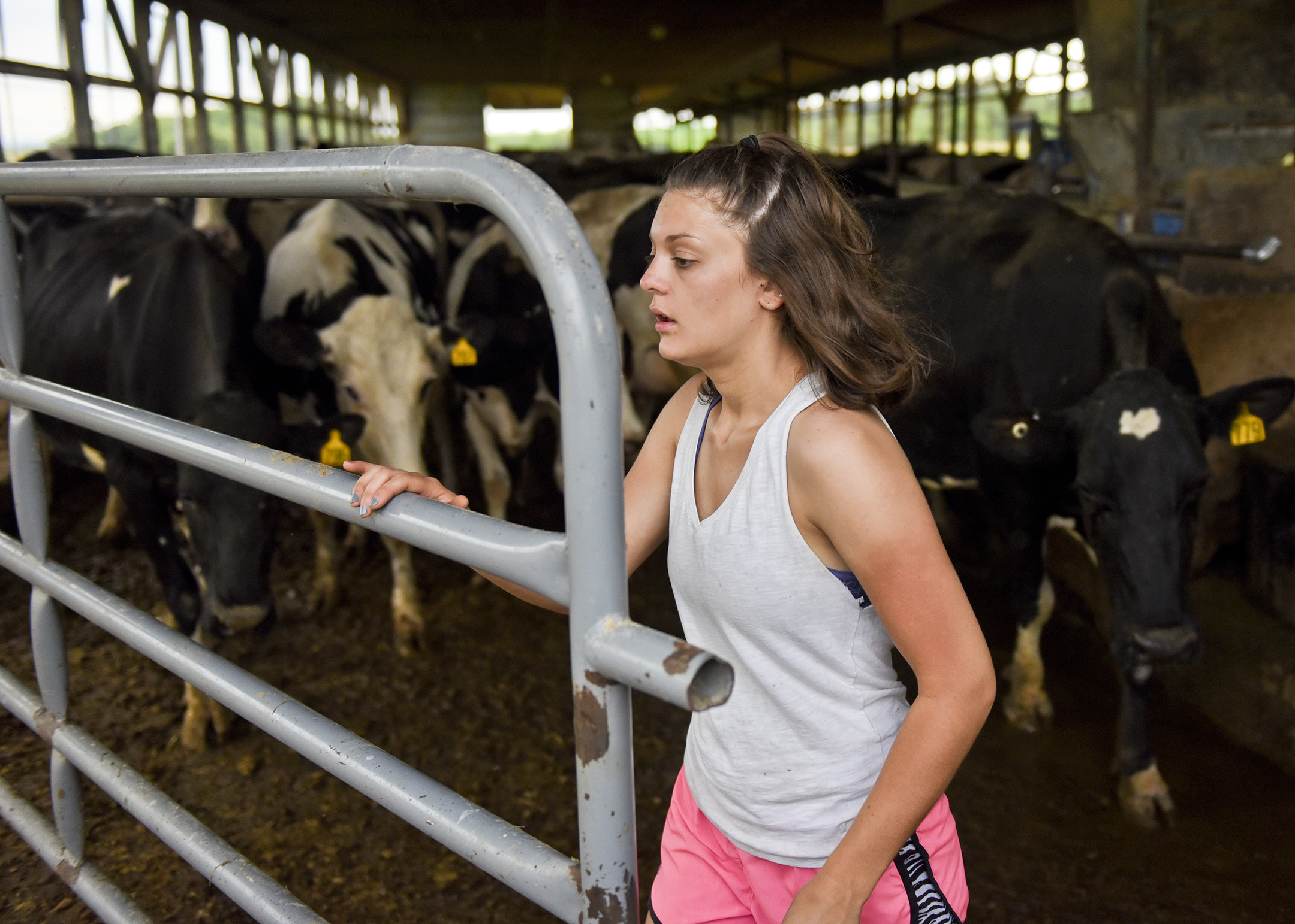  Morgan Krick closes a gate so she can count the dairy cows after they got milked. 