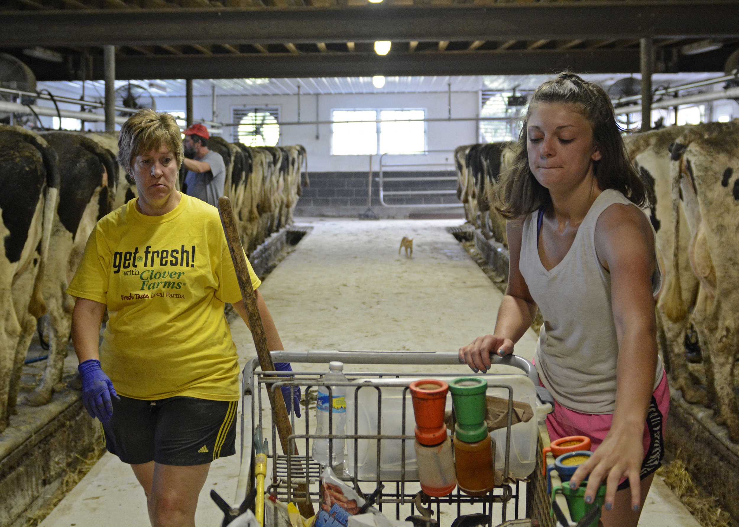  Sherrie (left) and Morgan Krick go through the duties that come with milking at the Krick Family Farm in Hamburg. After a cow is milked, Morgan and Sherrie put a iodine-based germicide on the teet to protect the skin and prevent infection. 