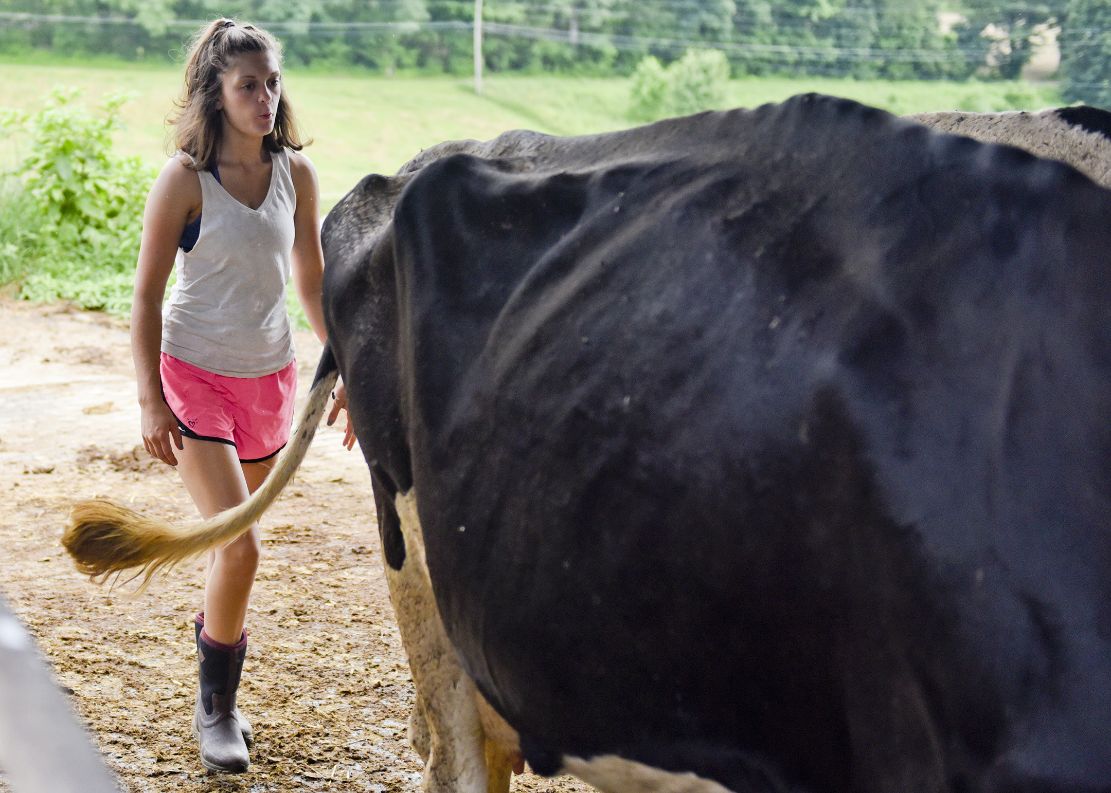  Morgan Krick follows the last dairy cows into the barn so she can count them. 