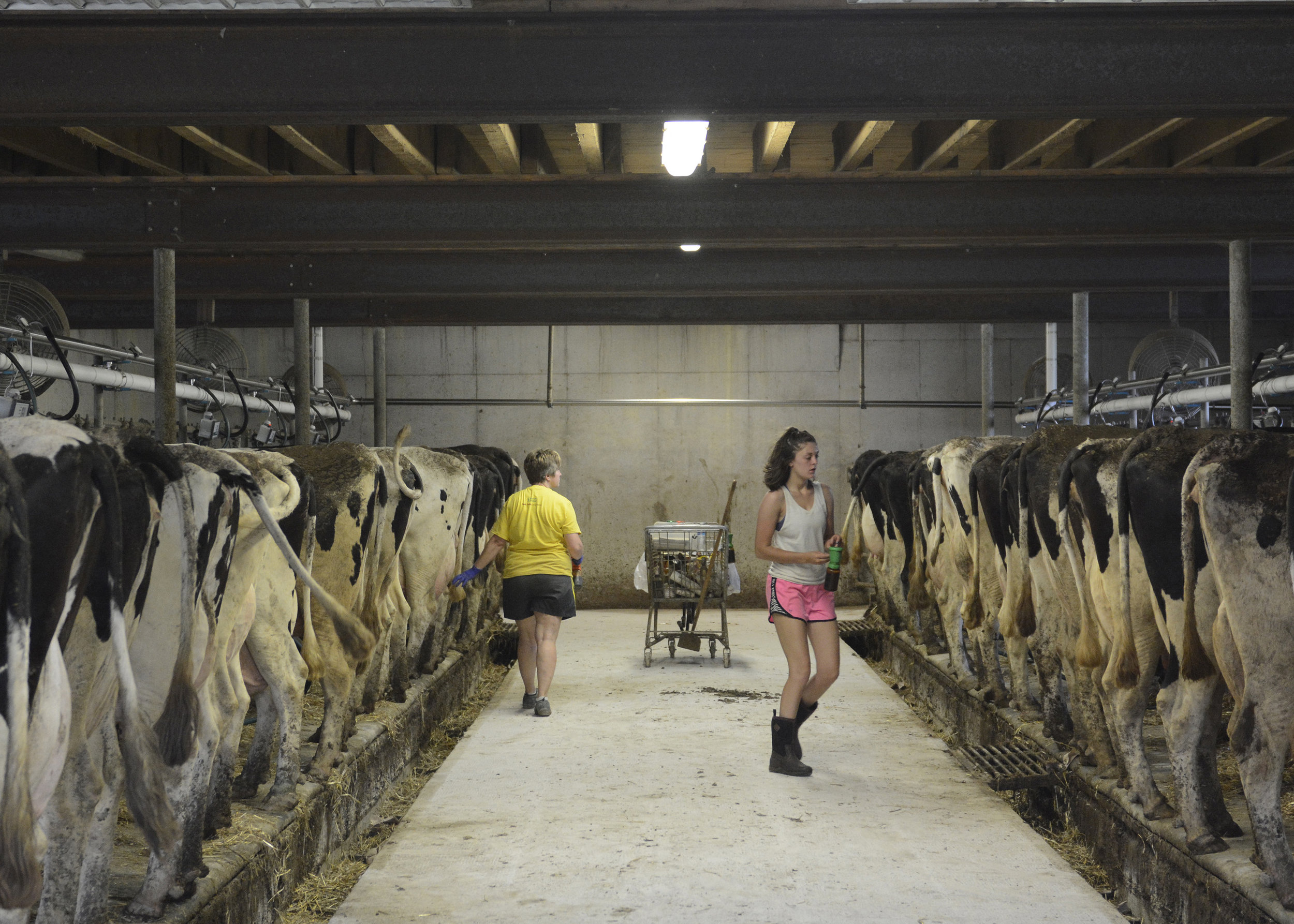  Sherrie (left) and Morgan Krick go through the duties that come with milking. The Krick's have enough cows to go through two "shifts" of dairy cows that get milked. 