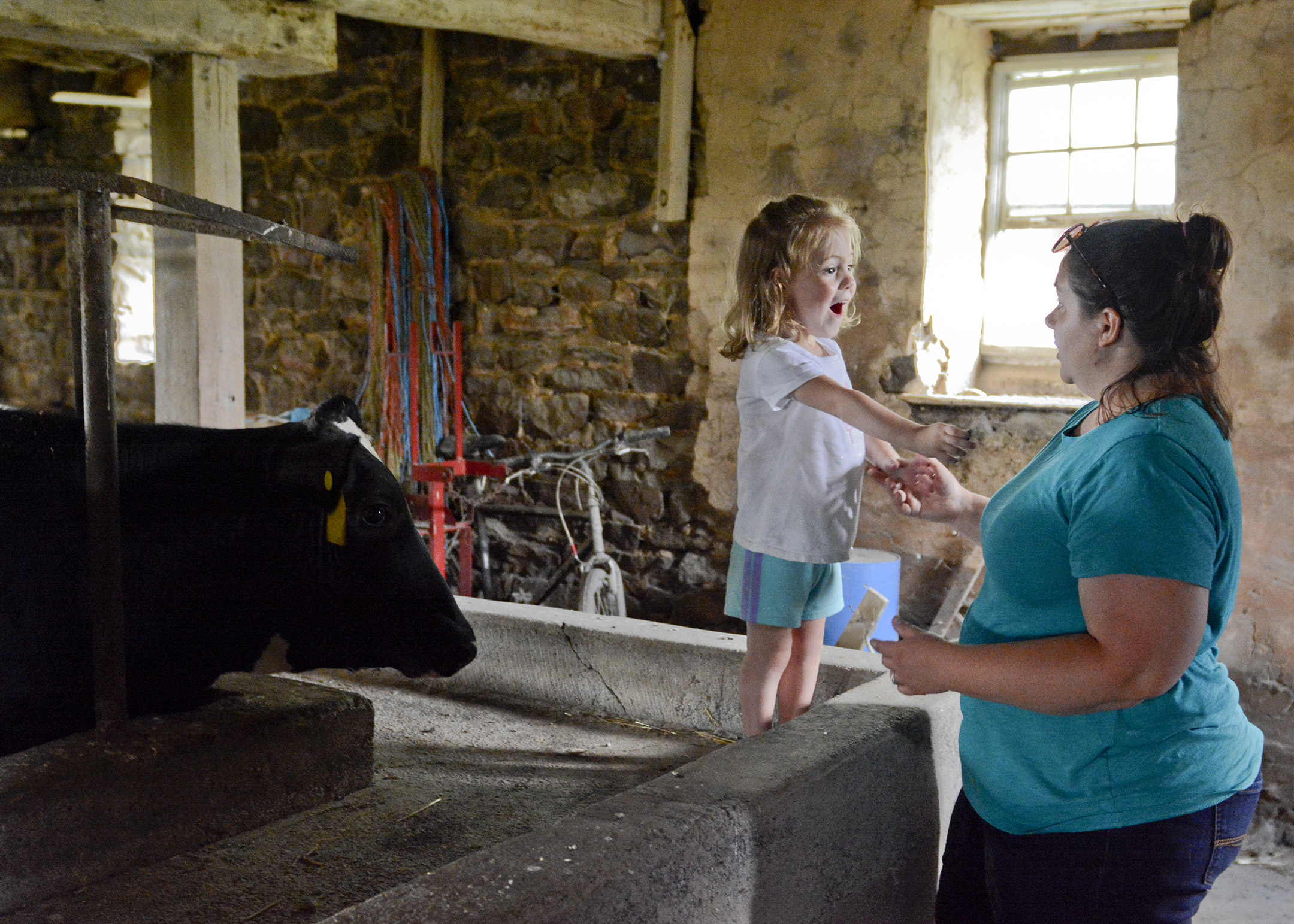 Jodi Gauker of Fleetwood looks on as her daughter Callie, 2 1/2, smiles and laughs at the cows at the Gauker Family Farm in Fleetwood.