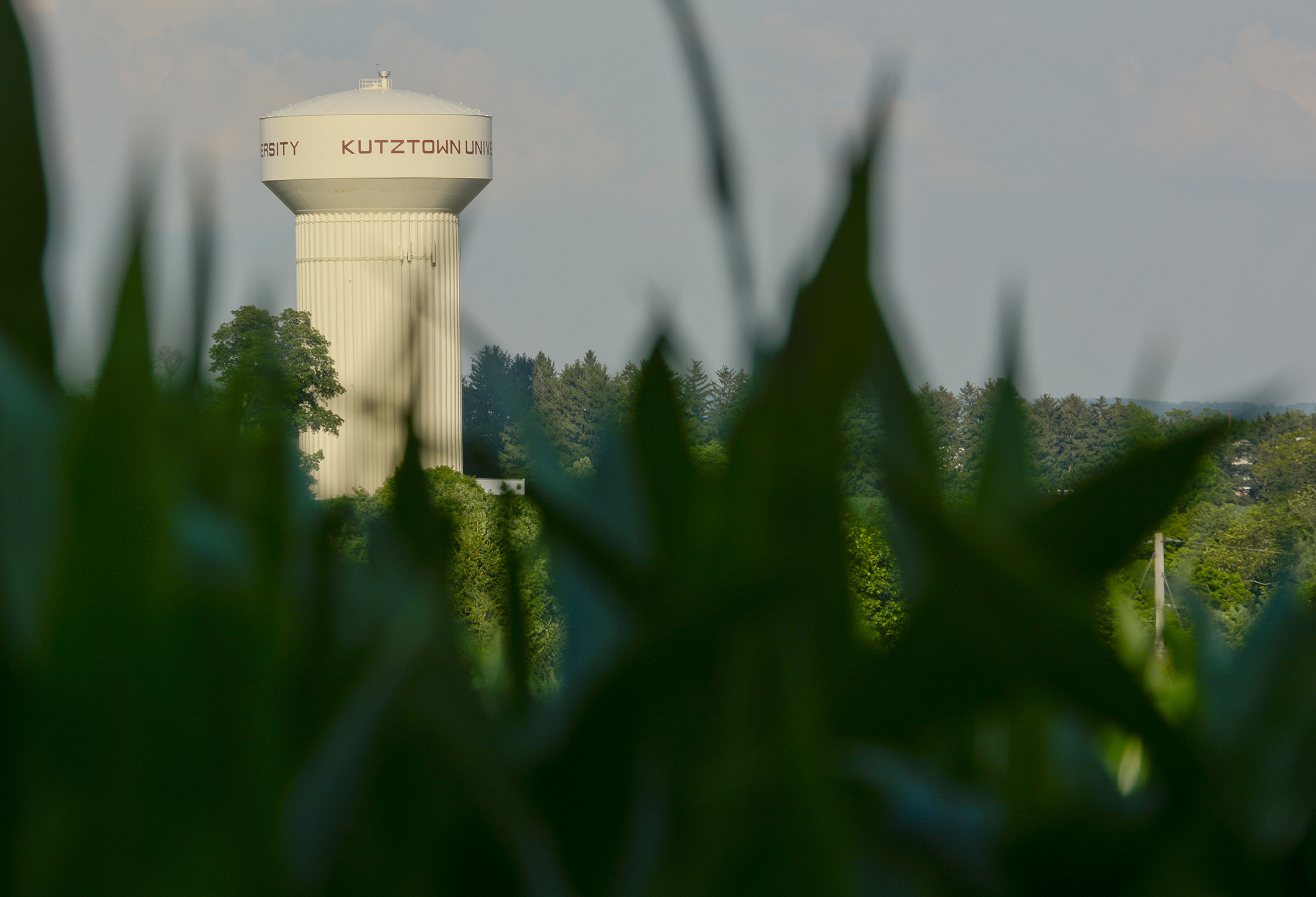  The Kutztown University water tower is visible from one of the Angstadt's cornfields. 