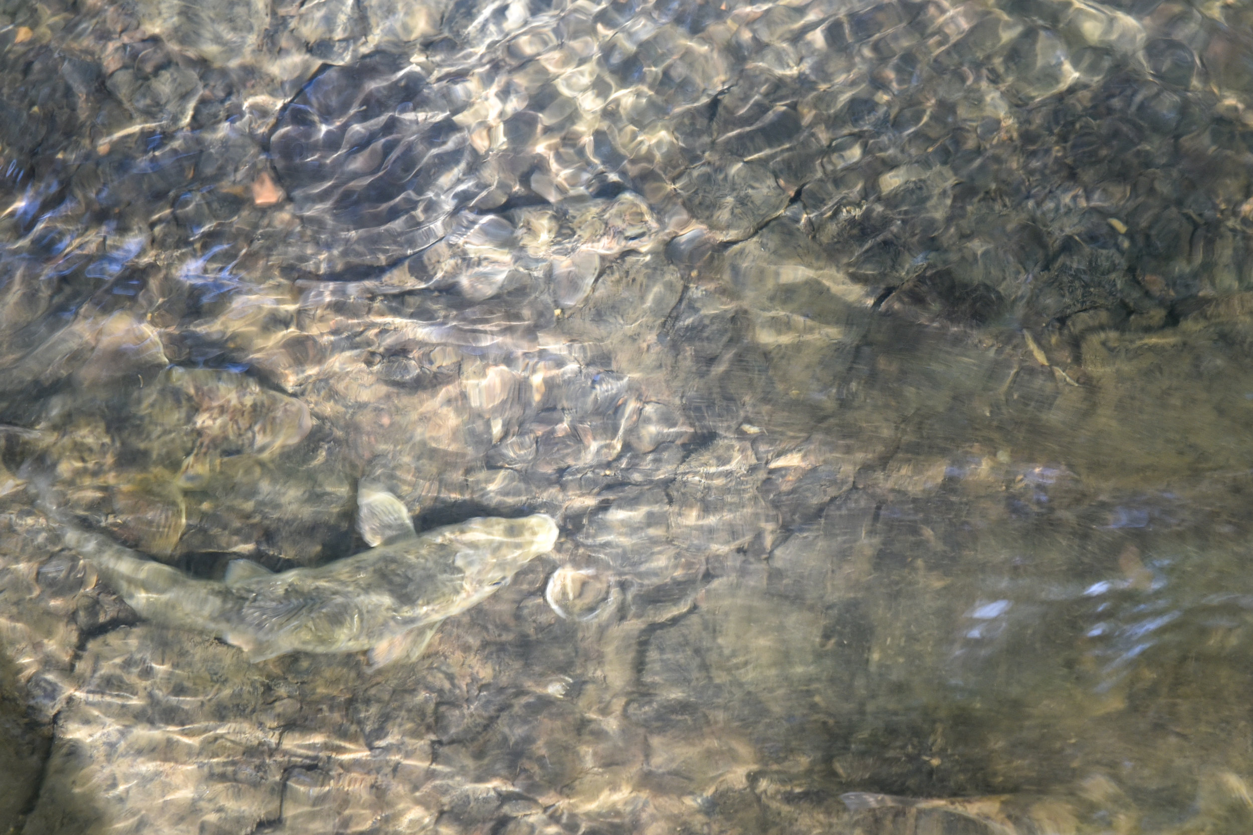 electrofishing2_5.jpg