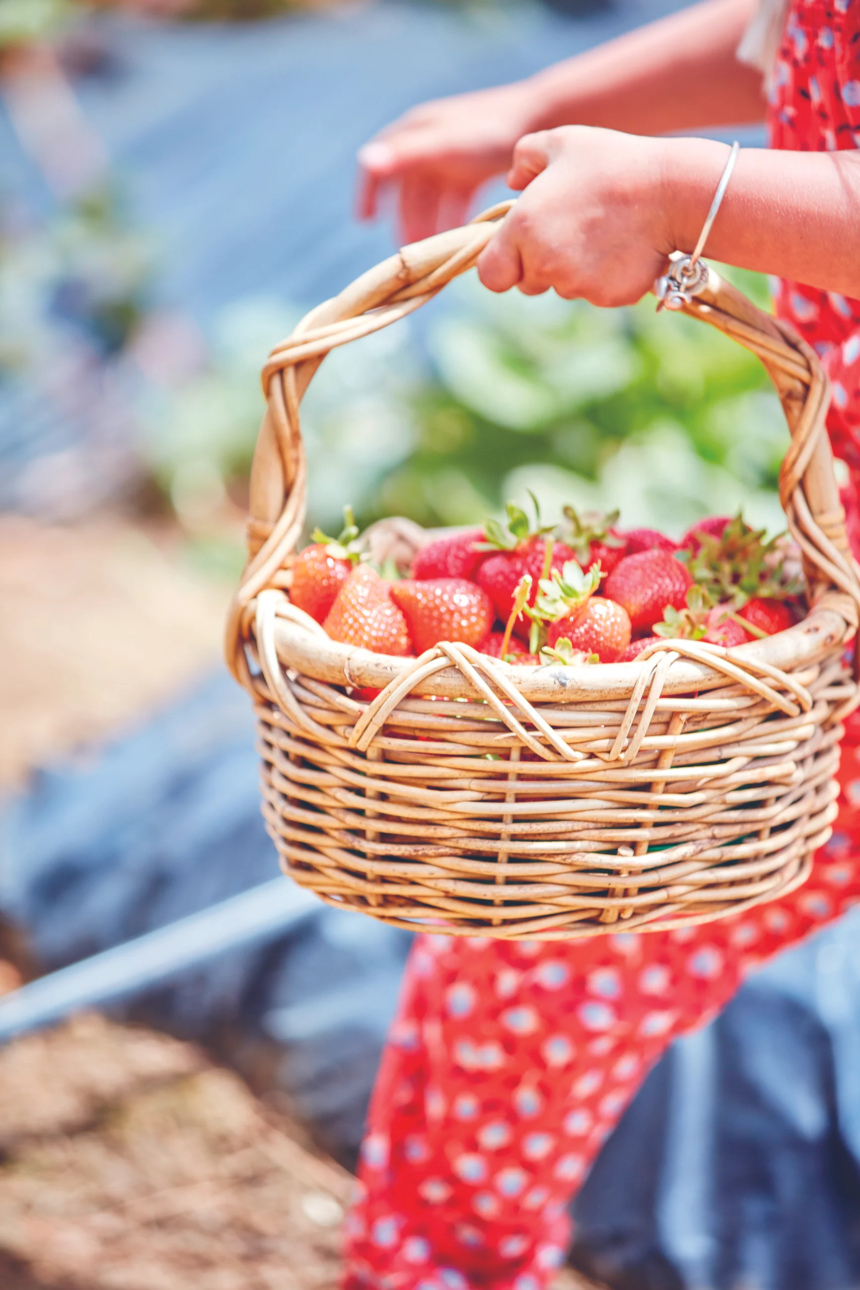 basketofberries08.jpg