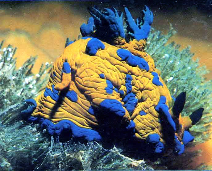 Nudibranch-7c.jpg