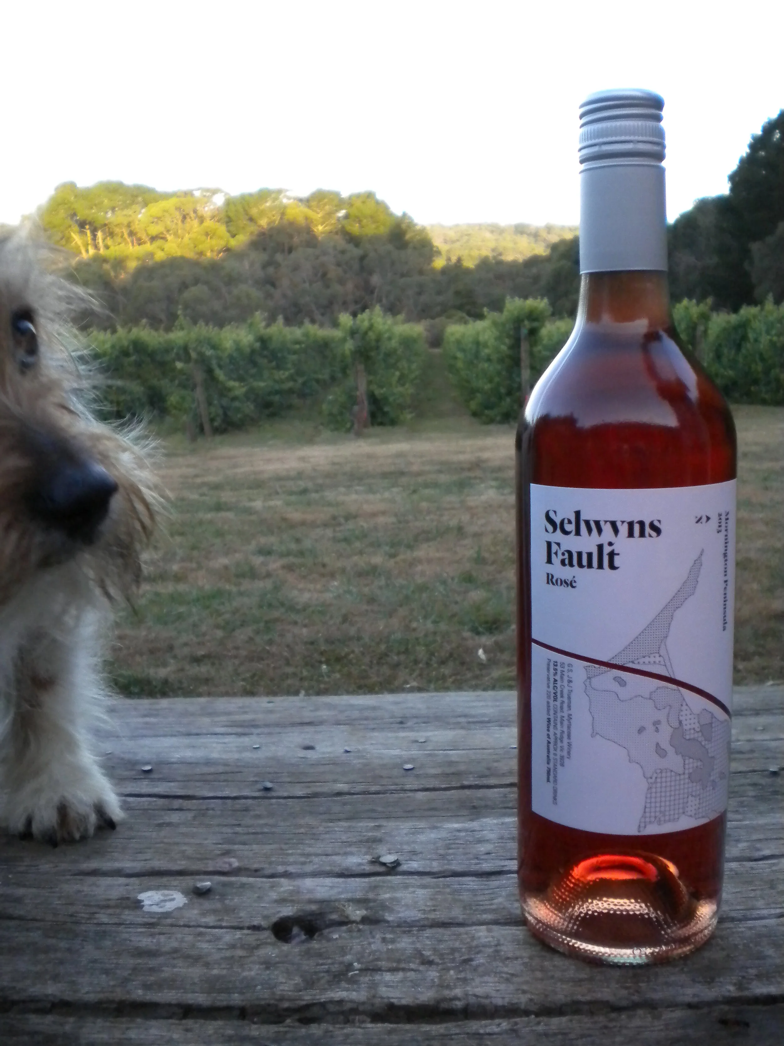 Myrtaceae Selwyns Fault.JPG