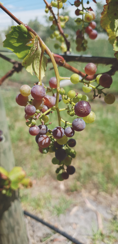 Screen Shot 2020-02-26 at 10.15.14 am.png