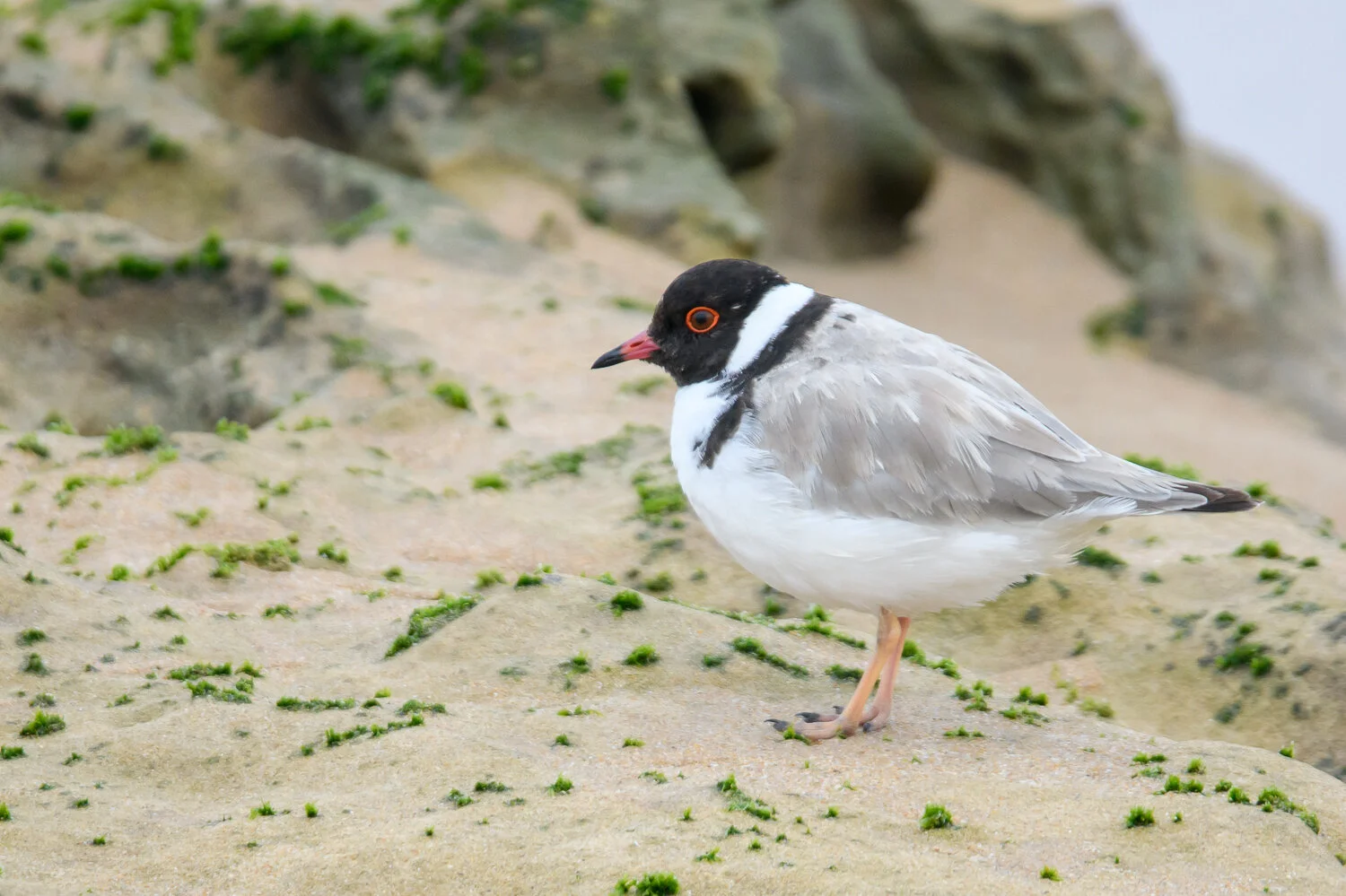 hooded plover, Rye.jpg