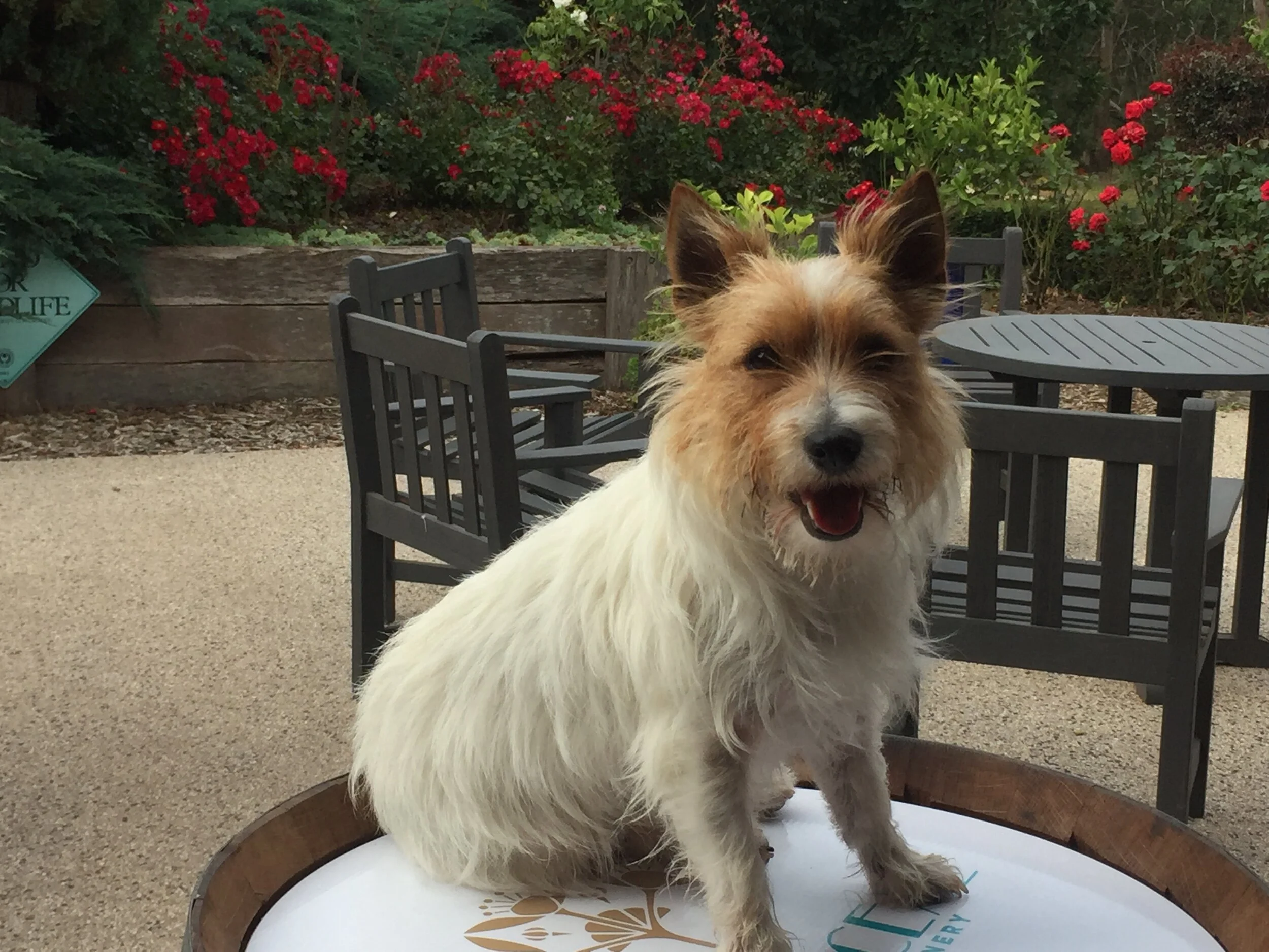 Sarlee Pen Pets 2.JPG