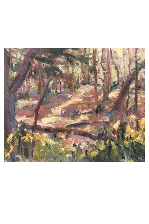 Light in the Forest