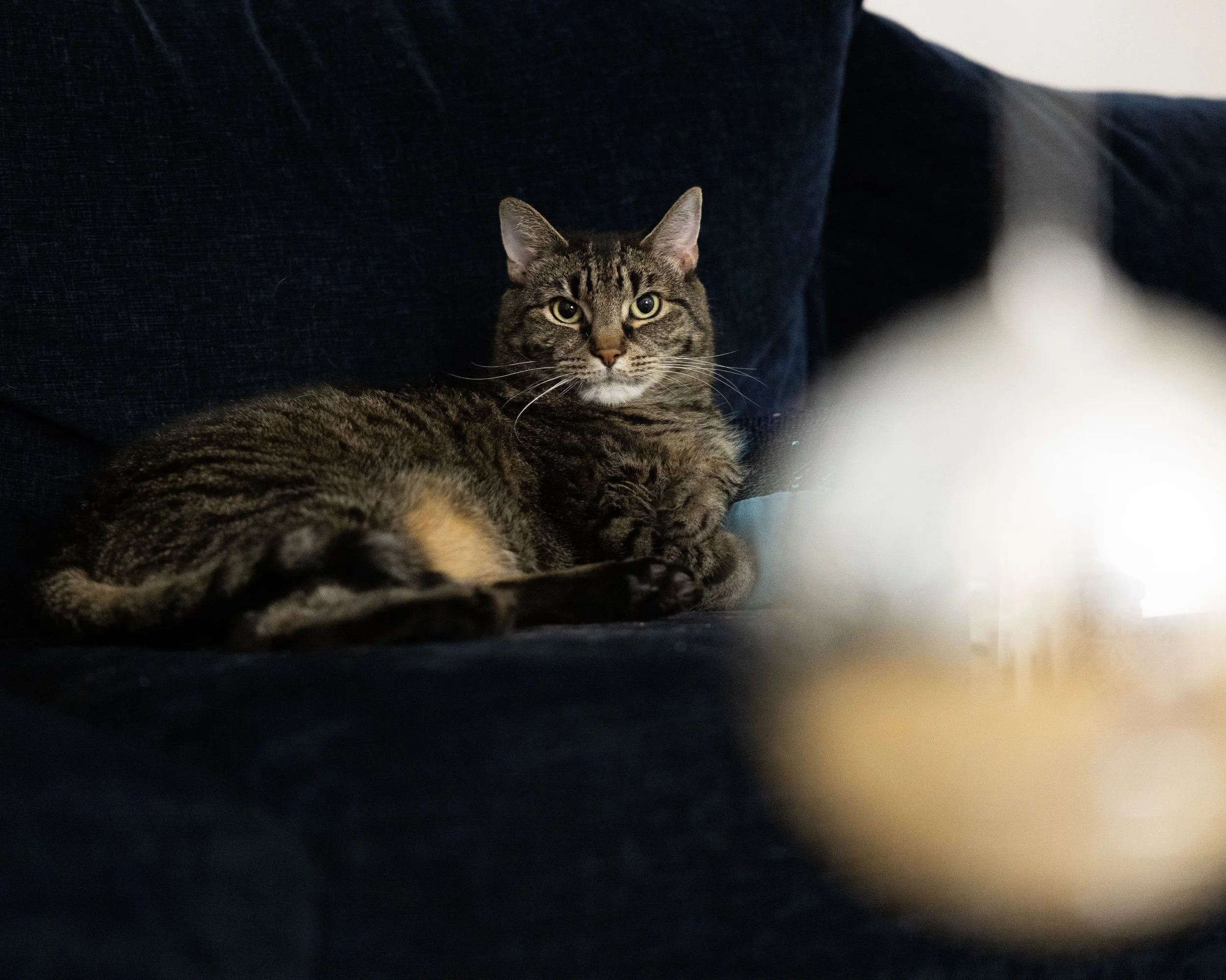 November 15, 2025 (Copy)