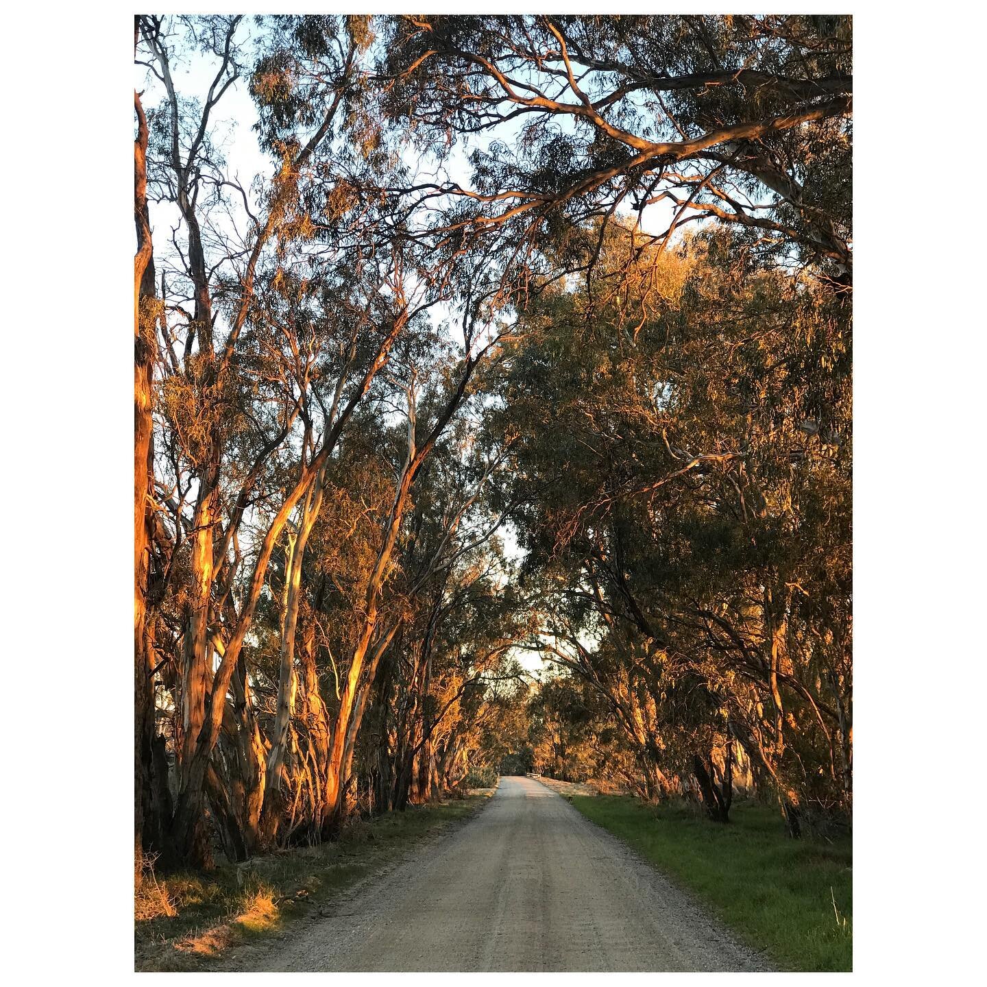 Bowie&rsquo;s favourite time of the day, walks along Kow Swamp.