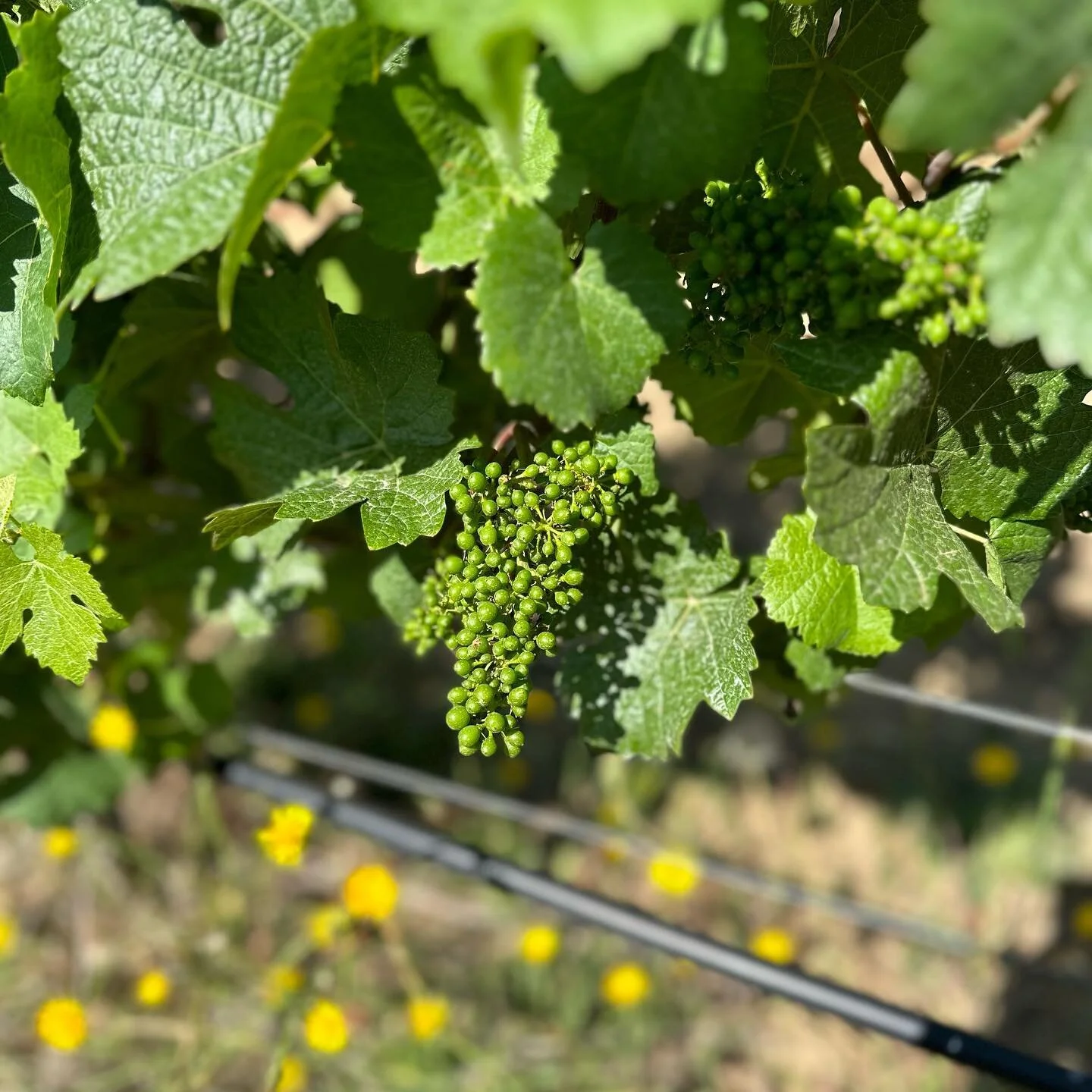 Manzanita Winery Wine Bar & Tasting Room