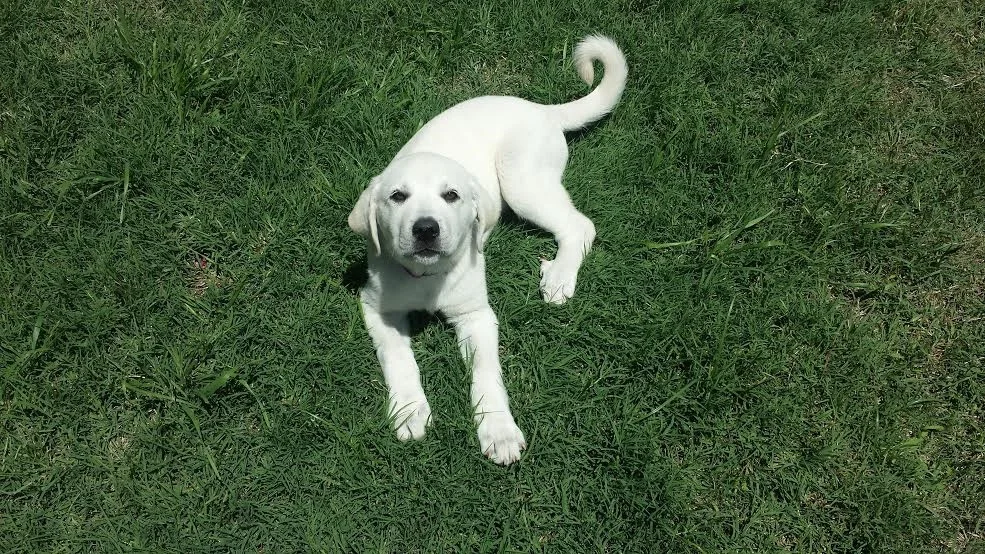 Stella